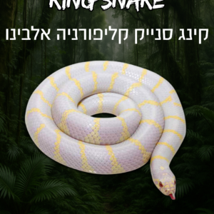 קינג סנייק קליפורניה אלבינו + טרריום וערכת גידול