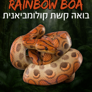 בואה קשת קולומביאנית + טרריום וערכת גידול