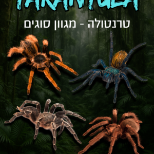 טרנטולות מבחר סוגים + טרריום וערכת גידול