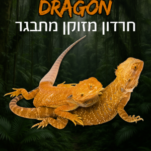 חרדון מזוקן מתבגר + טרריום וערכת גידול