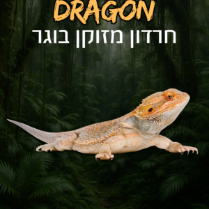 חרדון מזוקן בוגר + טרריום וערכת גידול