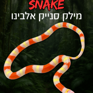 מילק סנייק אלבינו + טרריום וערכת גידול