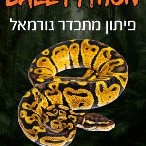 פיתון מתכדר נורמאל + טרריום וערכת גידול