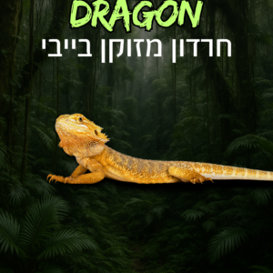 חרדון מזוקן צעיר + טרריום וערכת גידול