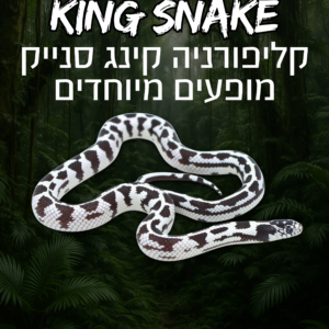 קינג סנייק קליפורניה מופעי פרימיום + טרריום וערכת גידול