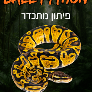 פיתון מתכדר בקיעות 2024-2025 + טרריום וערכת גידול