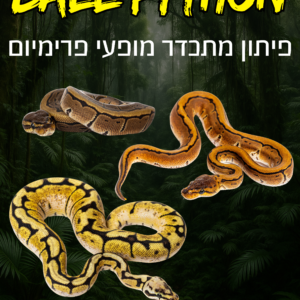 פיתון מתכדר מופעי פרימיום מתבגרים + טרריום וערכת גידול