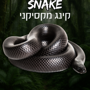 קינג מקסיקני + טרריום וערכת גידול