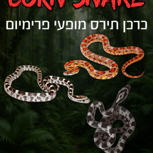 כרכן תירס פרימיום מגוון מופעים + טרריום וערכת גידול