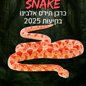 כרכן תירס אלבינו בקיעות 2025 + טרריום וערכת גידול