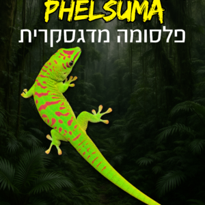 פלסומה מדגסקרית + טרריום וערכת גידול