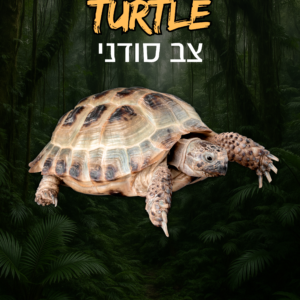 צב סודני + טרריום וערכת גידול
