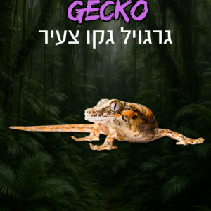 גרגויל גקו צעיר + טרריום ערכת גידול