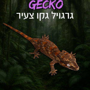 גרגויל גקו צעיר + טרריום ערכת גידול