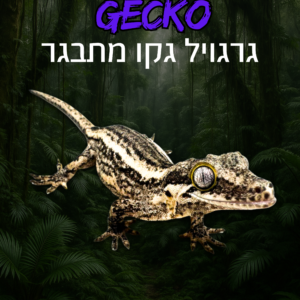 גרגויל גקו מתבגר + טרריום ערכת גידול