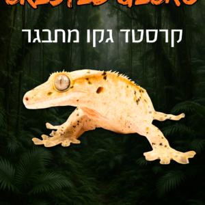 קרסטד גקו מתבגר + טרריום וערכת גידול