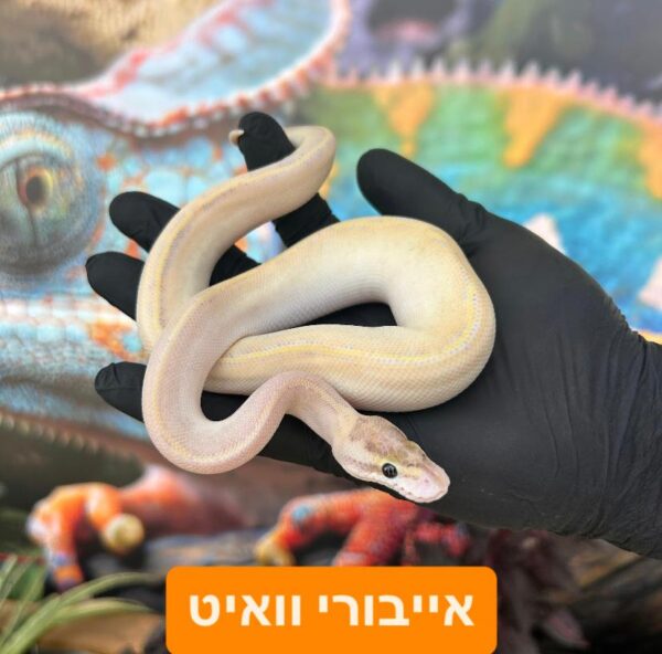 ⁦פיתון מתכדר + טרריום וערכת גידול בקיעות 2024 ליצור קשר עם החנות⁩ – תמונה ⁦2⁩