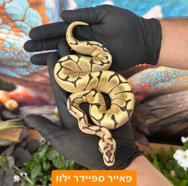 ⁦פיתון מתכדר + טרריום וערכת גידול בקיעות 2024 ליצור קשר עם החנות⁩ – תמונה ⁦5⁩