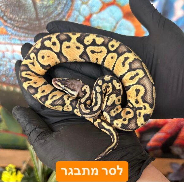 ⁦פיתון מתכדר + טרריום וערכת גידול בקיעות 2024 ליצור קשר עם החנות⁩ – תמונה ⁦3⁩