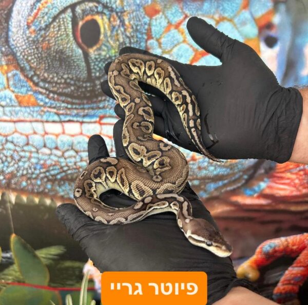 ⁦פיתון מתכדר + טרריום וערכת גידול בקיעות 2024 ליצור קשר עם החנות⁩ – תמונה ⁦4⁩