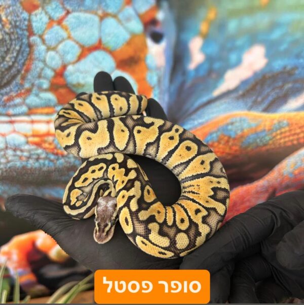 ⁦פיתון מתכדר + טרריום וערכת גידול בקיעות 2024 ליצור קשר עם החנות⁩ – תמונה ⁦6⁩