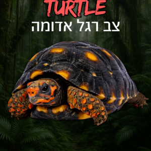 צב רד פוט + טרריום וערכת גידול