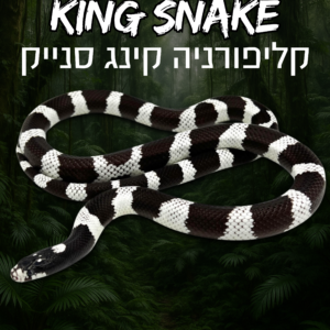 קינג קליפורניה + טרריום וערכת גידול