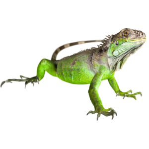 איגואנה ירוקה + טרריום וערכת גידול