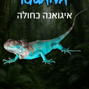 איגואנה כחולה + טרריום וערכת גידול