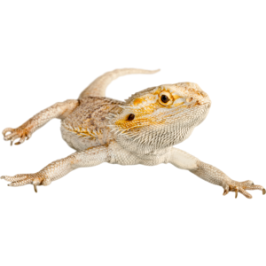 חרדון מזוקן צעיר + טרריום וערכת גידול