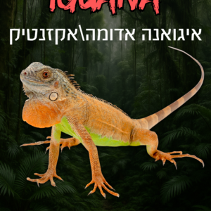 איגואנה אדומה הייבריד + טרריום וערכת גידול