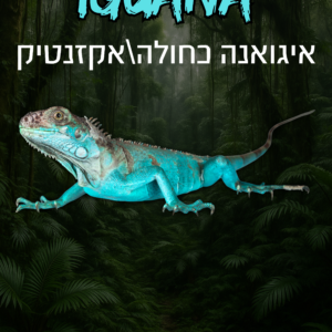 איגואנה כחולה הייבריד + טרריום וערכת גידול