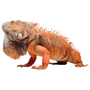 איגואנה אדומה הייבריד + טרריום וערכת גידול