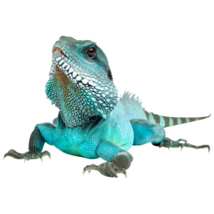 איגואנה כחולה + טרריום וערכת גידול