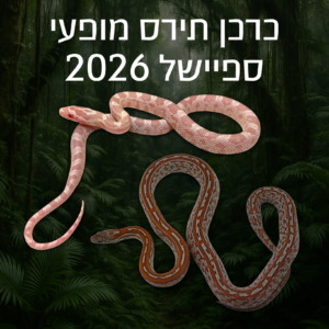 כרכן תירס מופעי ספיישל 2026 + טרריום וערכת גידול