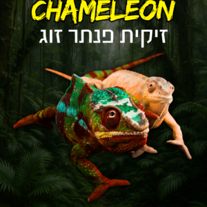 זיקית פנתר זוג + טרריום וערכת גידול