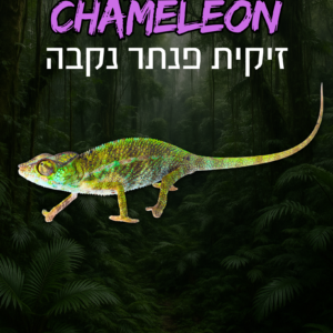 זיקית פנתר נקבה + טרריום וערכת גידול