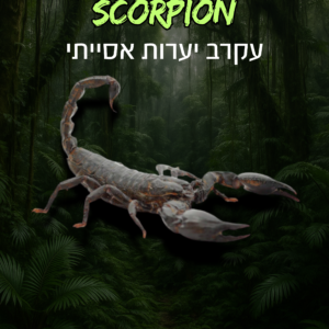 עקרב יערות אסייתי + טרריום וערכת גידול