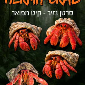 סרטן נזיר + ערכת גידול מפוארת (4 סרטנים)