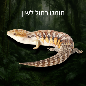 חומט כחול לשון + טרריום ערכת גידול