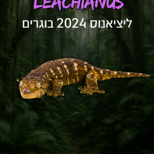 ליציאנוס 2024 בוגרים + טרריום וערכת גידול
