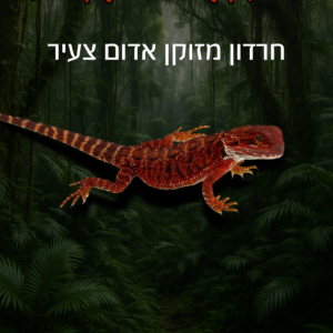 חרדון מזוקן אדום צעיר + טרריום וערכת גידול