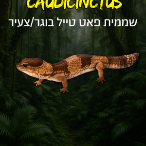 שממית פאט טייל בוגר/צעיר + טרריום וערכת גידול