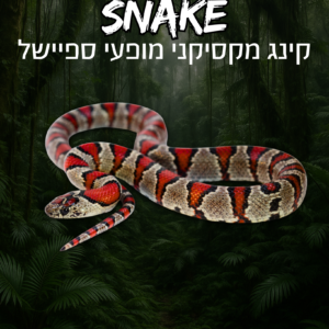 קינג מקסיקני מופעי ספיישל + טרריום וערכת גידול