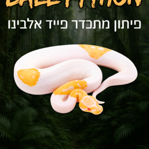 פיתון מתכדר פייד אלבינו + טרריום וערכת גידול
