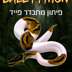 פיתון מתכדר פייד + טרריום וערכת גידול
