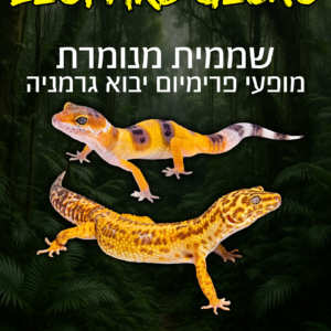 שממית מנומרת מופעי ספיישל יבוא גרמניה + טרריום וערכת גידול