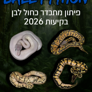 פיתון מתכדר בקיעות כחול לבן 2026 + טרריום וערכת גידול