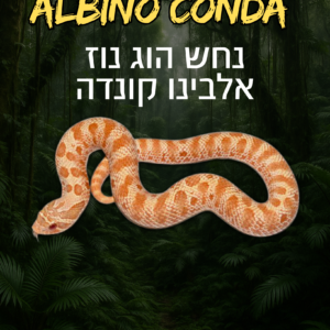 נחש הוג נוז אלבינו קונדה + טרריום וערכת גידול