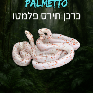כרכן תירס פלמטו + טרריום וערכת גידול